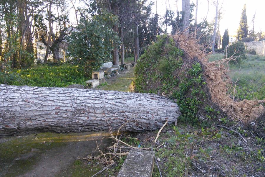 Pinos derribados por el viento en Ontinyent