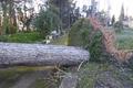 Pinos derribados por el viento en Ontinyent