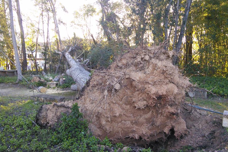 Pinos derribados por el viento en Ontinyent