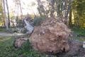 Pinos derribados por el viento en Ontinyent
