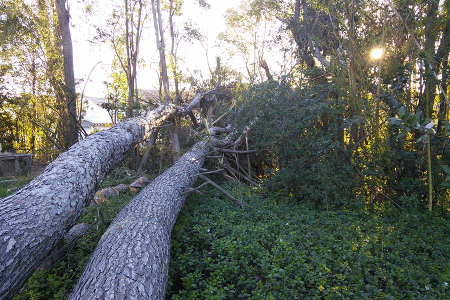 Pinos derribados por el viento en Ontinyent