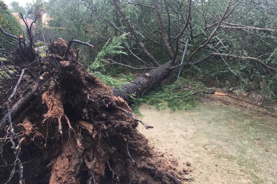 Pinos derribados por el viento
