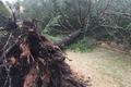 Pinos derribados por el viento