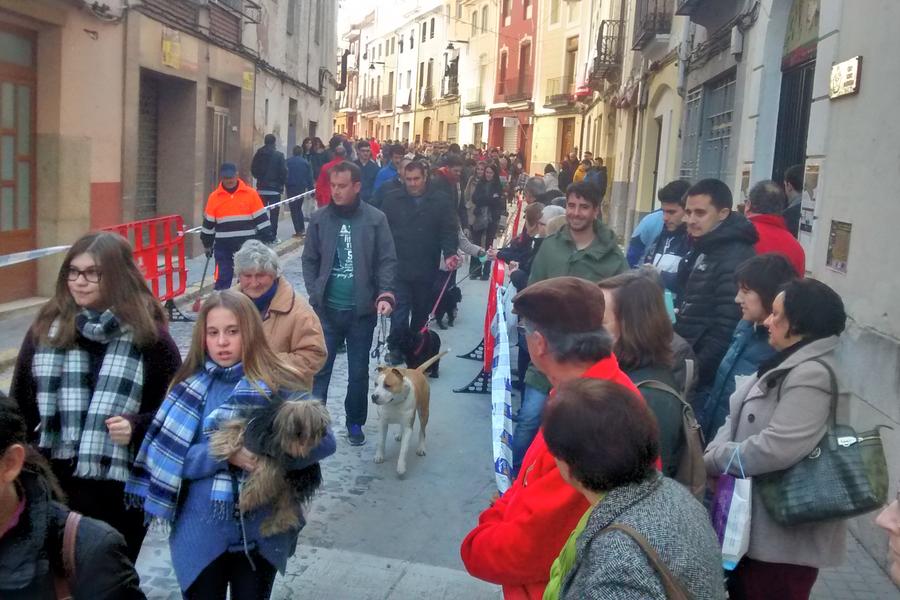 Bendición de los animales en las fiestas de Sant Antoni Ontinyent