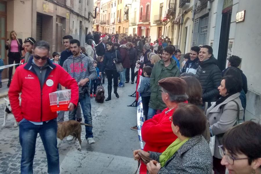 Bendición de los animales en las fiestas de Sant Antoni Ontinyent