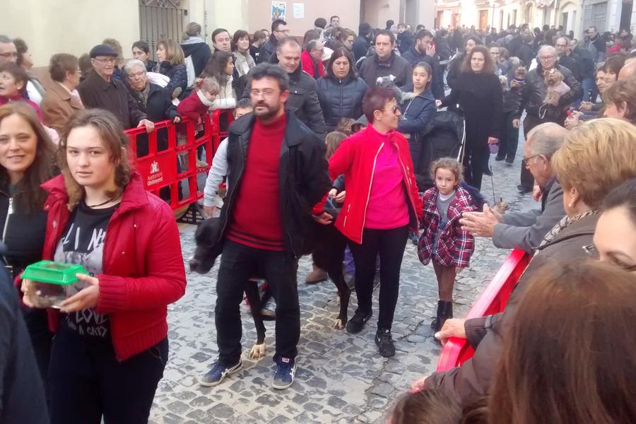 Bendición de los animales en las fiestas de Sant Antoni Ontinyent