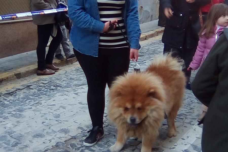 Bendición de los animales en las fiestas de Sant Antoni Ontinyent