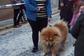 Bendición de los animales en las fiestas de Sant Antoni Ontinyent