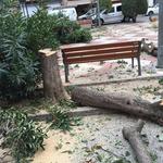 Talan 17 árboles de la plaza de la Concepción por riesgo de caída