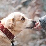 Bocairent pone en marcha un nuevo censo canino por microchip y patrón de ADN