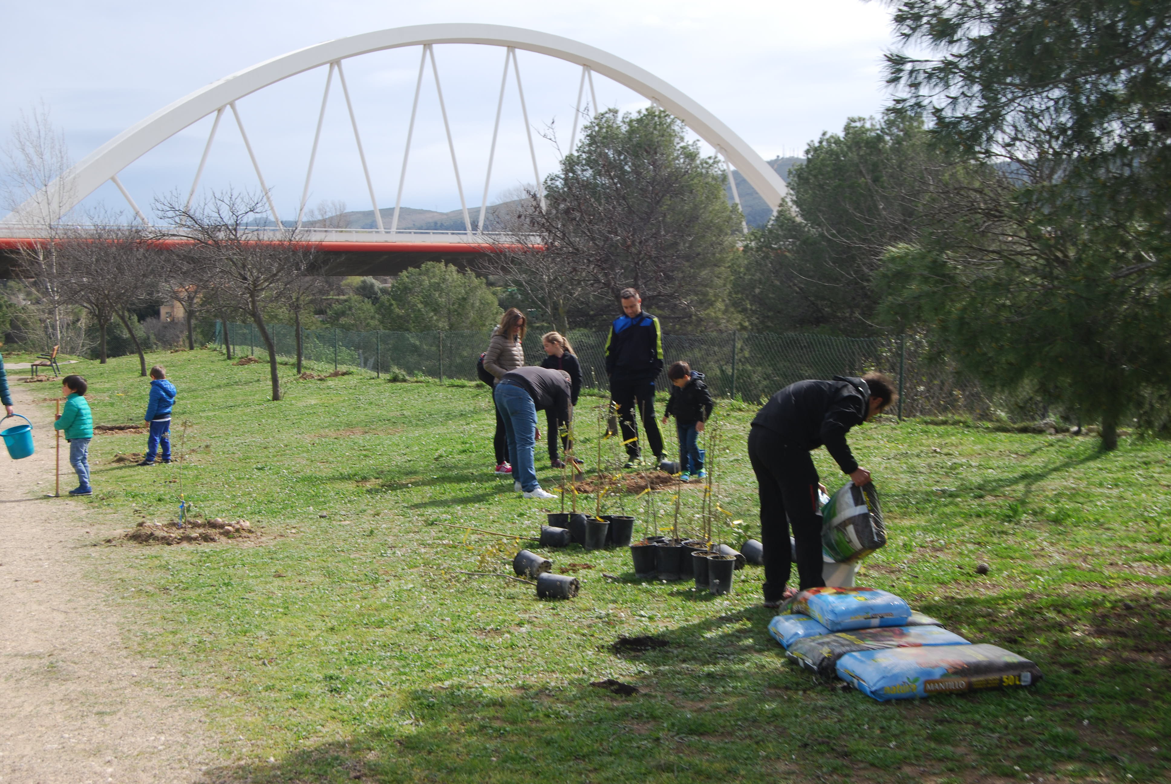 Plantación de árboles en Ontinyent
