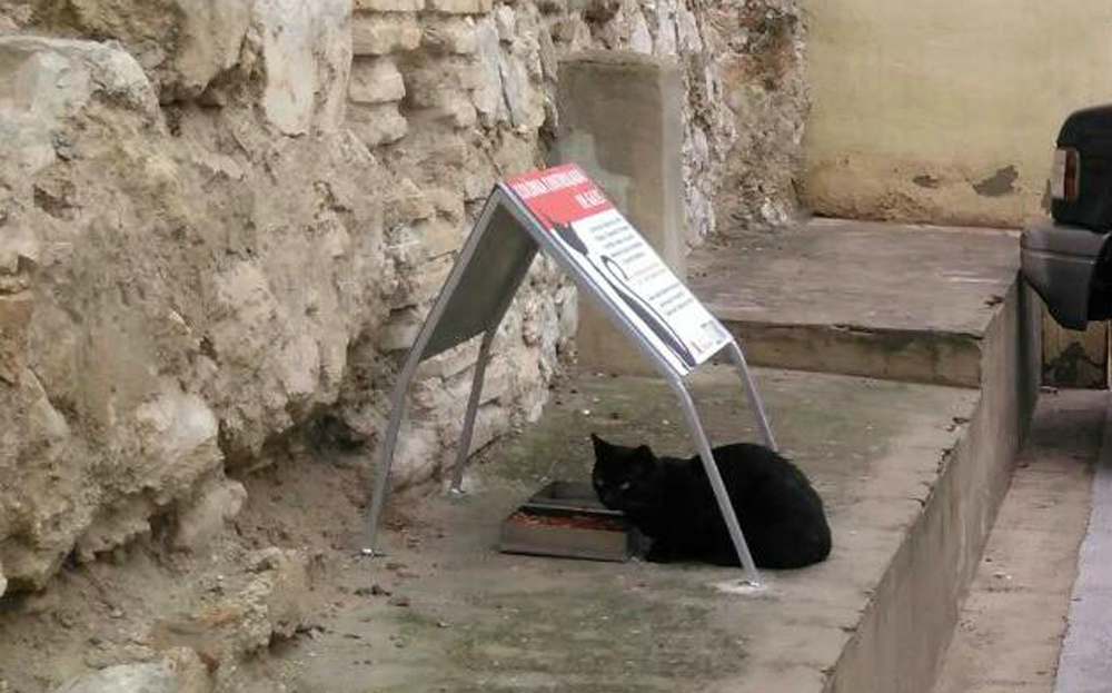 Colonias de gatos en Ontinyent