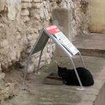Esterilizan y vigilan 6 colonias de gatos en Ontinyent