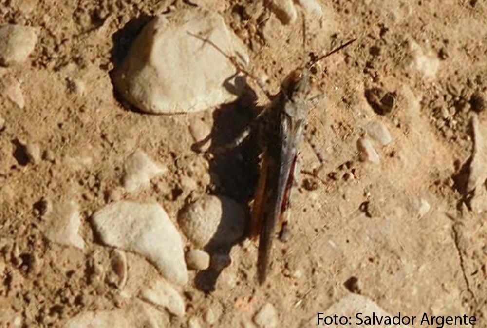 Saltamontes