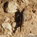 La plaga de la llagosta de 1756: una catàstrofe per a l’agricultura ontinyentina