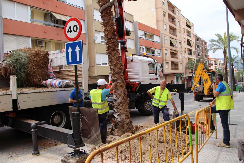 Noves palmeres en Daniel Gil, Ontinyent