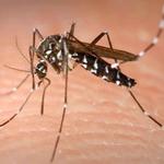 Una xerrada informarà sobre les mesures contra el mosquit tigre