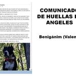 Detenido por lanzar a su perro desde un ático