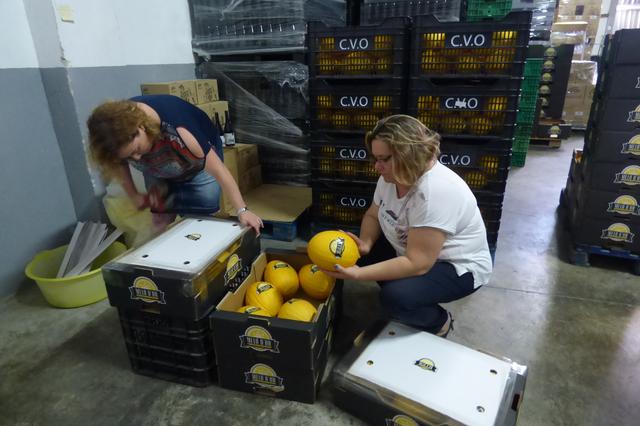Calculen 15.000 kg de "Meló d'Or" d'Ontinyent