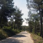 Bocairent crea franjas de seguridad para la prevención de incendios