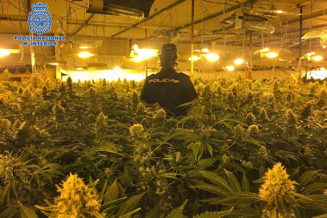 Marihuana, cocaïna i prendes falsificades en dos naus d'Ontinyent