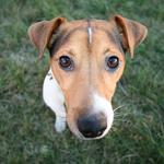 La perrera comarcal consigue la adopción del 78% de los perros que entran