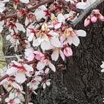 Tiempo de almendros en flor