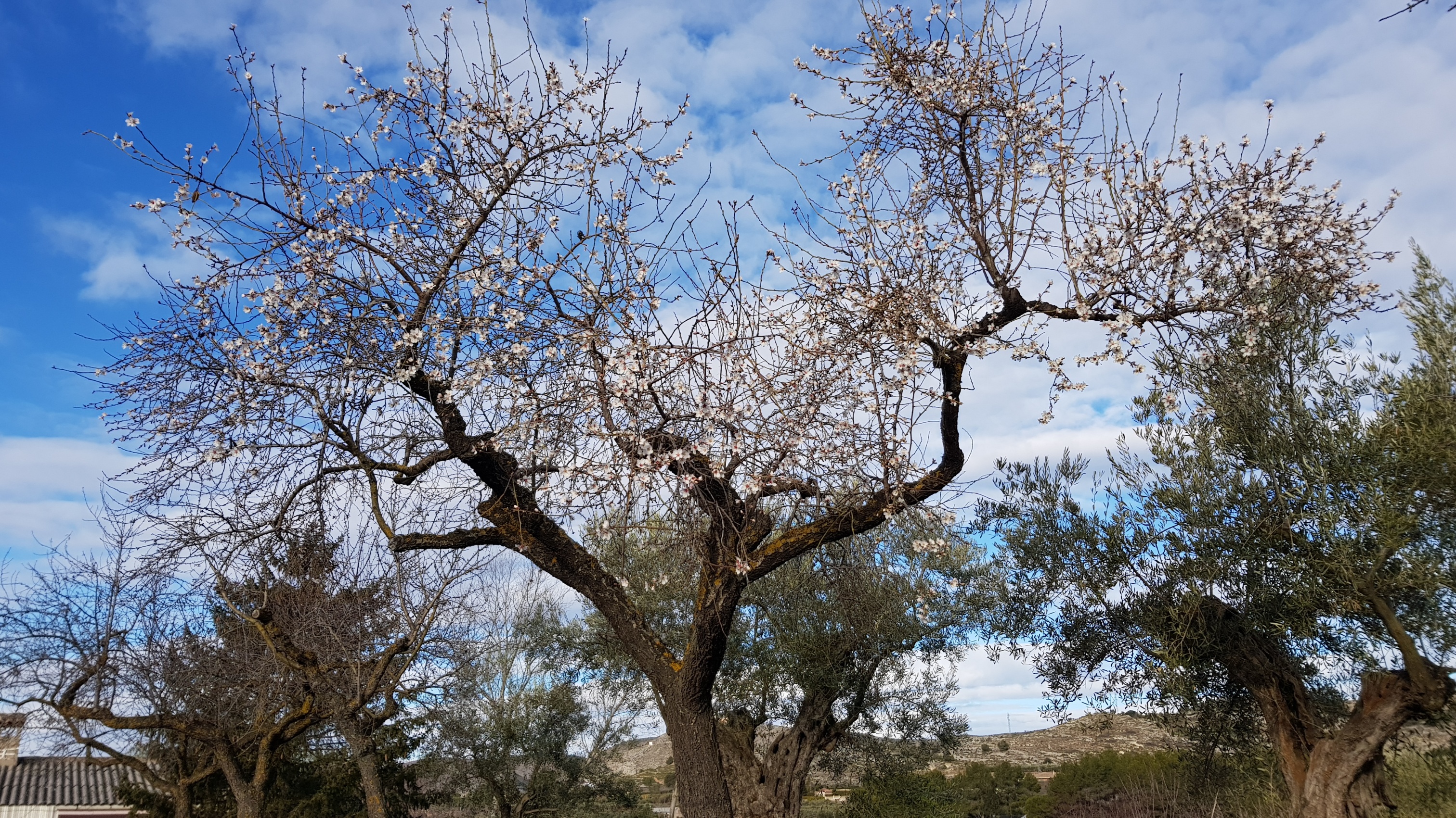 Ametler en flor