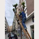 Un apicultor retira un eixam d'abelles d'un arbre del carrer Julio Capuz
