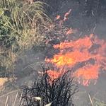 Un incendi crema una zona de canyar a Ontinyent