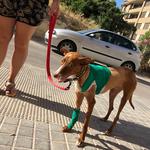 Gus, el gosset trobat amb greus ferides, evoluciona favorablement 