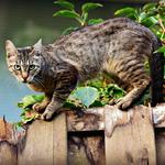 Agullent inicia una campaña de esterilización de gatos