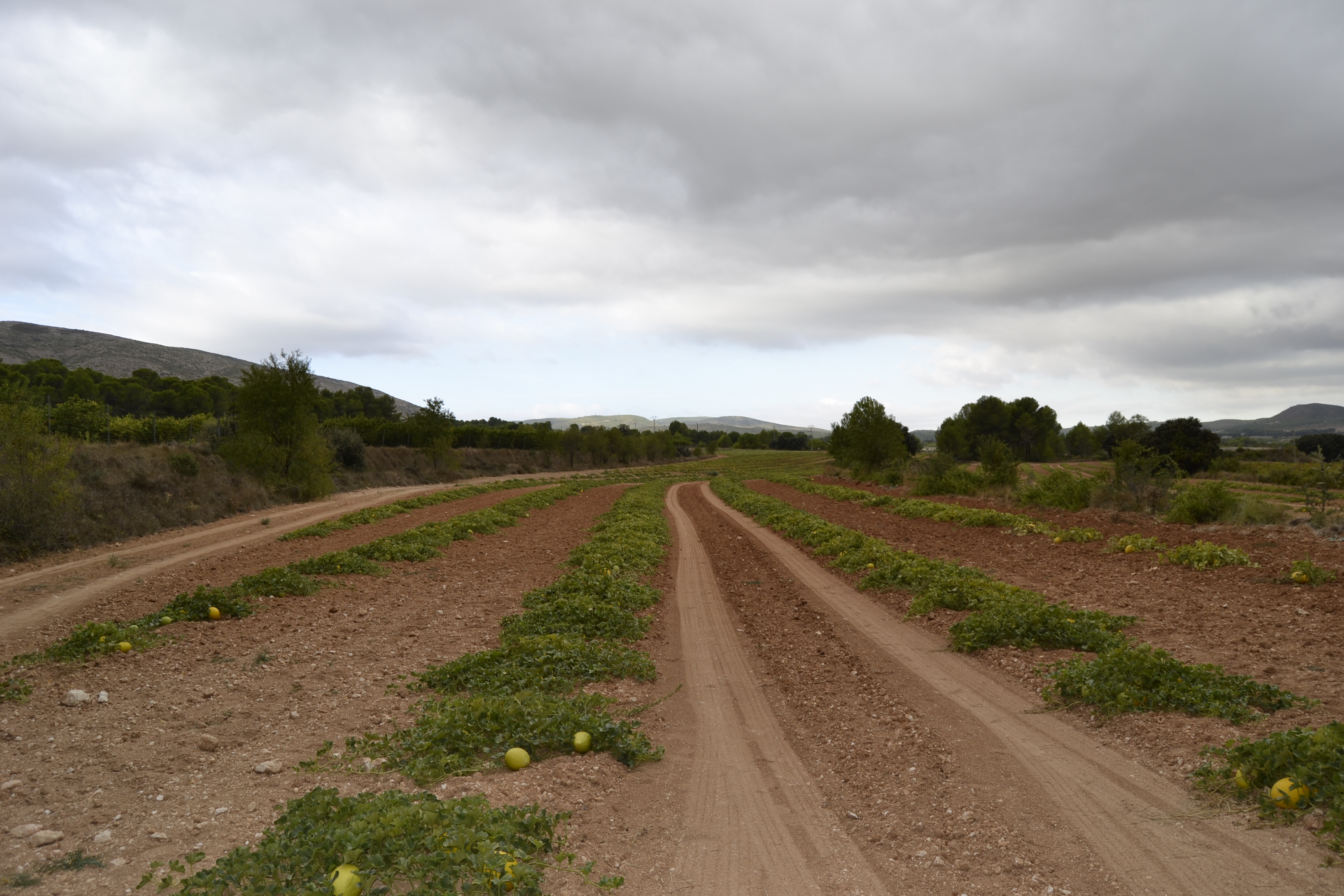Plantación de Meló d'or