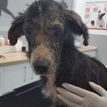 La Protectora La Vall denuncia l'augment de l'abandó d'animals durant l'estiu