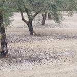 Les pluges i el fort vent provoquen la pèrdua de més de 400.000 quilos d'oliva
