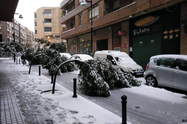 Ontinyent reforça el personal per actuar sobre els danys de la neu en l’arbrat urbà