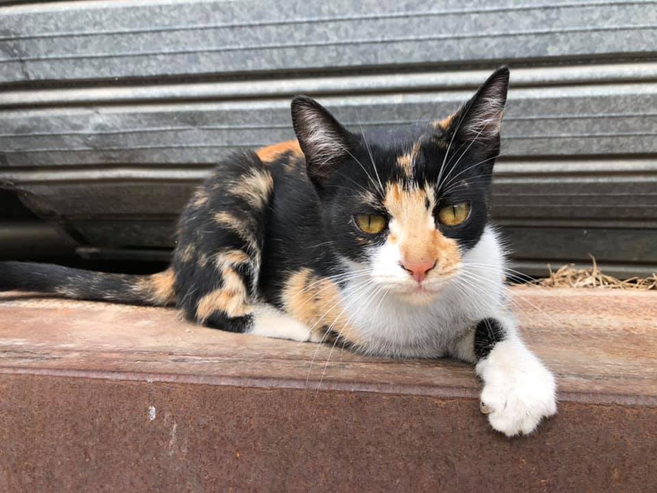Uno de los gatos que se está recuperando