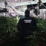 Un aviso por intento de suicidio descubre una plantación de marihuana en Albaida