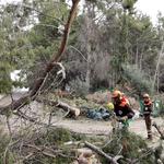 Las brigadas de la Diputació intervienen en una veintena de emergencias relacionadas con el viento