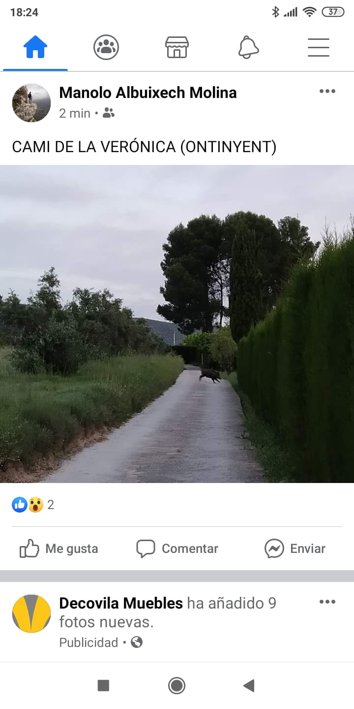 Imatge d'un javalí en el Camí de la Verónica