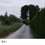 Els javalís s’acosten a la ciutat
