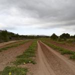 Una plaga de fongs compromet la collita de Meló d’Or