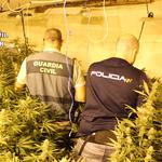 Desmantelado un grupo dedicado a la gestión integral de macro-plantaciones de marihuana