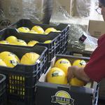 Comença la venda del Meló d’Or d’Ontinyent als comerços locals