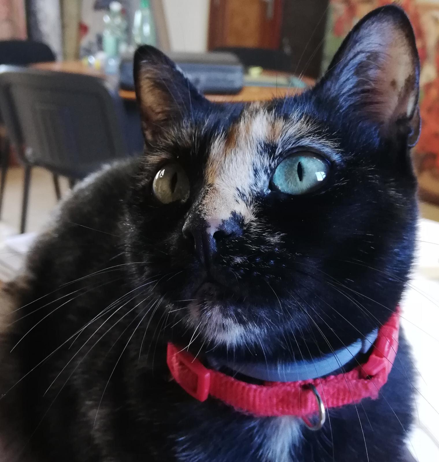 El gato Macchi