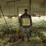 Desmantelado un laboratorio indoor de marihuana