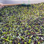 Comienza la campaña de la aceituna en Ontinyent con buenas perspectivas