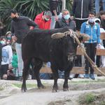 Ontinyent conclou els dos dies de “bou en corda”