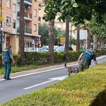 Avanç important en el cas de l'enverinament dels gossos a Ontinyent
