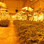 Intervenidos 2.000 kilogramos de marihuana y detenidas 137 personas 